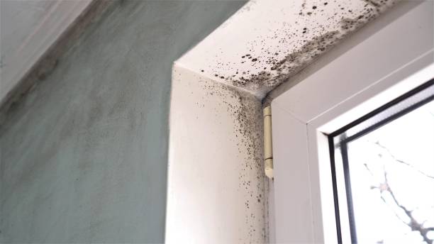 Best Black Mold Removal  in South Sarasota, FL