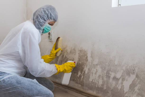 Best Mold Removal Company Near Me  in South Sarasota, FL