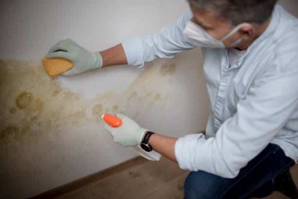 Best Commercial Mold Removal  in South Sarasota, FL