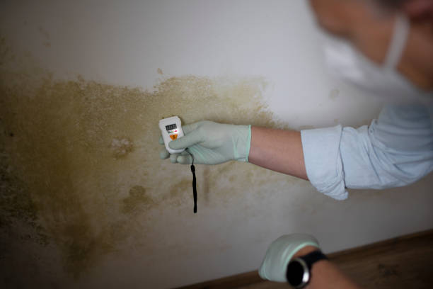 Best Toxic Mold Removal  in South Sarasota, FL