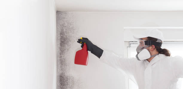 Best Mold Damage Repair  in South Sarasota, FL