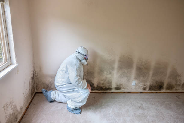 Trusted South Sarasota, FL Mold Removal Experts