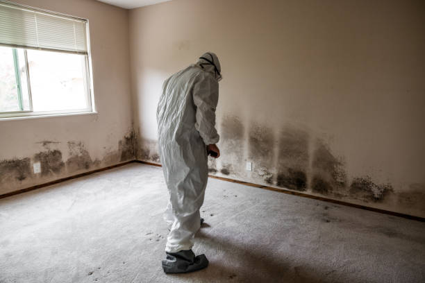 Best Home Mold Removal  in South Sarasota, FL