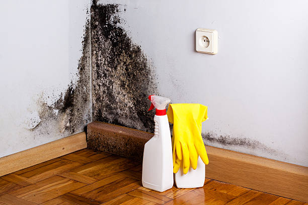 Best Toxic Mold Removal  in South Sarasota, FL