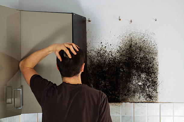 Best Residential Mold Removal  in South Sarasota, FL