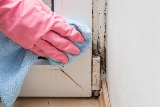 Best Residential Mold Removal  in South Sarasota, FL